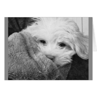 Puppy in Blanket Black and White Photo Card