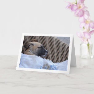 Puppy in Blanket Card