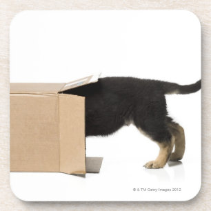 Puppy in cardboard box coaster