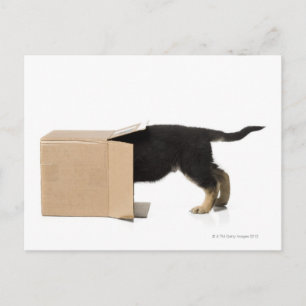 Puppy in cardboard box postcard