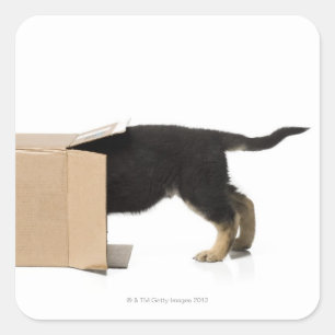 Puppy in cardboard box square sticker
