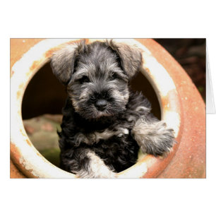 Puppy in Pot Card