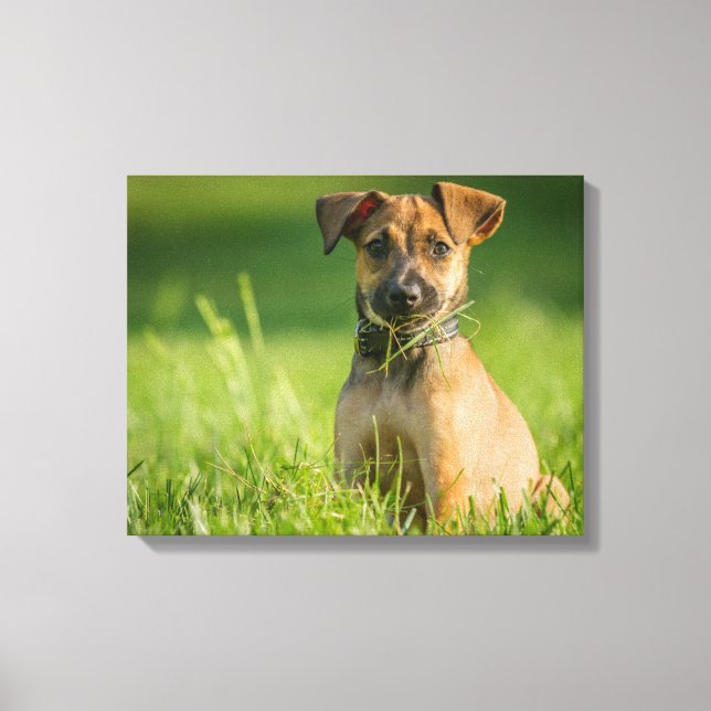 Puppy In The Grass Canvas Print (Front)