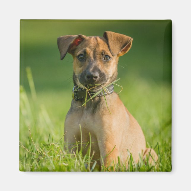 Puppy In The Grass Magnet (Front)