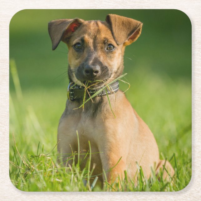 Puppy In The Grass Square Paper Coaster (Front)