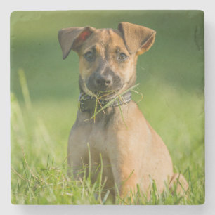 Puppy In The Grass Stone Coaster
