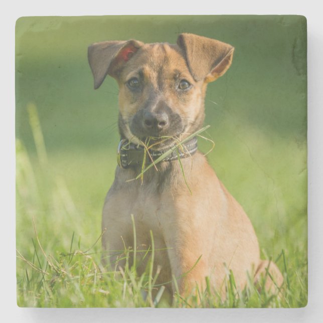 Puppy In The Grass Stone Coaster (Front)