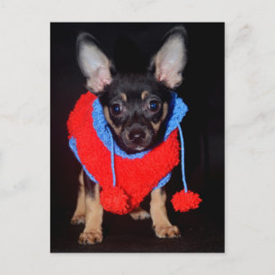 Puppy in Wooly Sweater Postcard