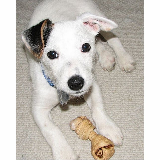 puppy jack russell terrier photo sculpture key ring (Front)