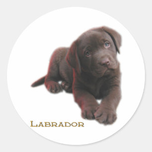 Puppy Lab Classic Round Sticker