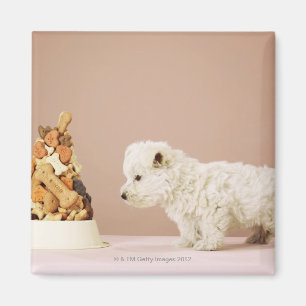 Puppy looking at pile of biscuits in dog bowl magnet
