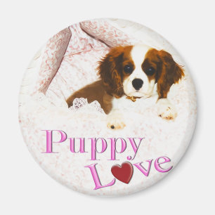 Puppy Love Cavalier King Charles Spaniel Magnet