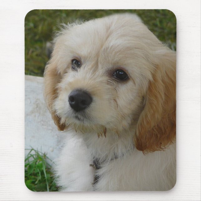 Puppy Love - Cute MaltiPoo Dog Photo Mouse Mat (Front)