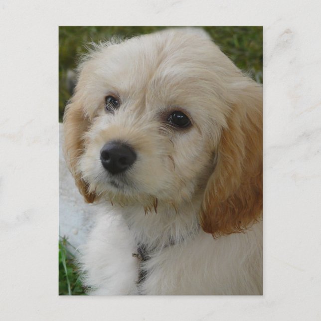 Puppy Love - Cute MaltiPoo Dog Photo Postcard (Front)