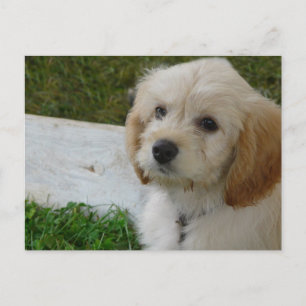 Puppy Love - Cute MaltiPoo Dog Photo Postcard