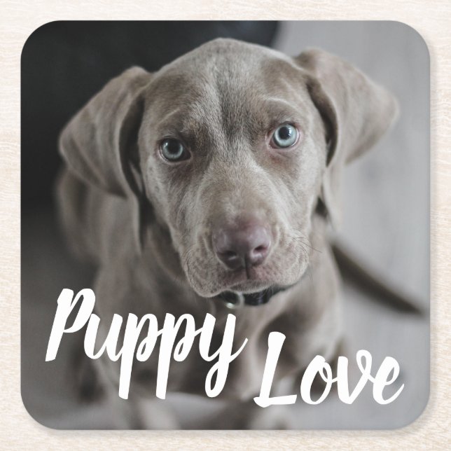Puppy Love Cute Weimaraner Dog Square Paper Coaster (Front)