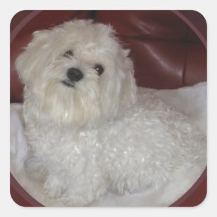 Puppy Love Maltese on Burgundy Square Sticker