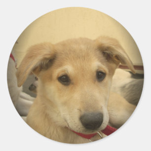 Puppy Love: Man's Best Friend Classic Round Sticker