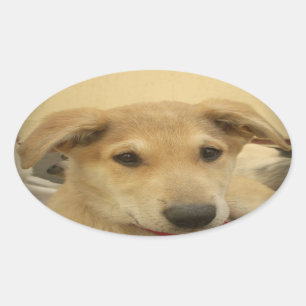 Puppy Love: Man's Best Friend Oval Sticker