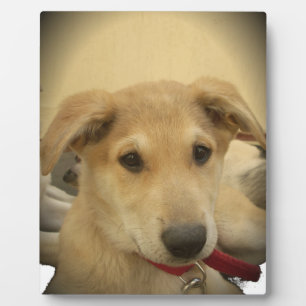 Puppy Love: Man's Best Friend Plaque