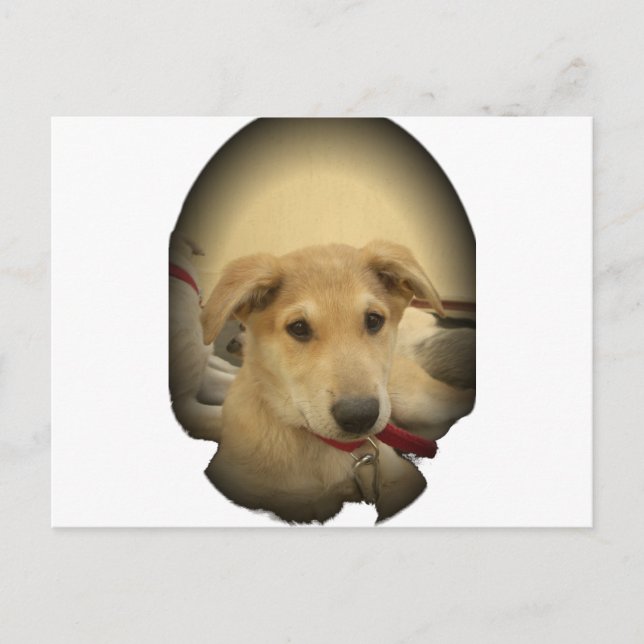 Puppy Love: Man's Best Friend Postcard (Front)