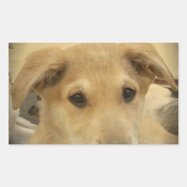 Puppy Love: Man's Best Friend Rectangular Sticker (Front)