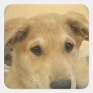 Puppy Love: Man's Best Friend Square Sticker