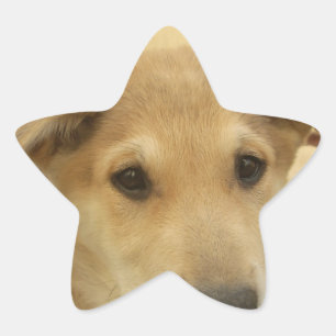 Puppy Love: Man's Best Friend Star Sticker
