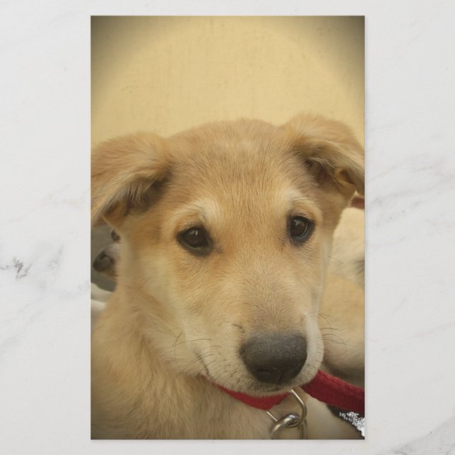 Puppy Love: Man's Best Friend Stationery (Front)