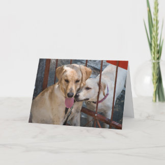 Puppy Love - Max and Miss Kitty Holiday Card