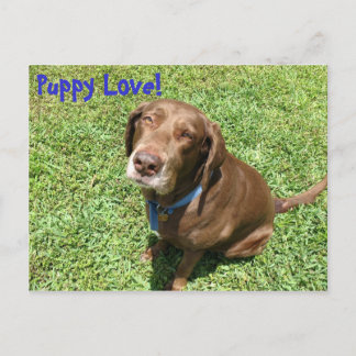 Puppy Love! Postcard