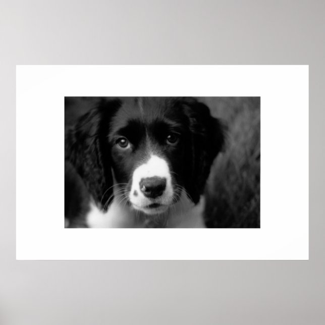 Puppy Love Poster (Front)