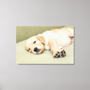 Puppy Lying Down On Sofa Canvas Print