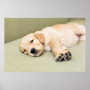 Puppy Lying Down On Sofa Poster