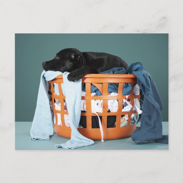 Puppy lying in laundry basket postcard (Front)