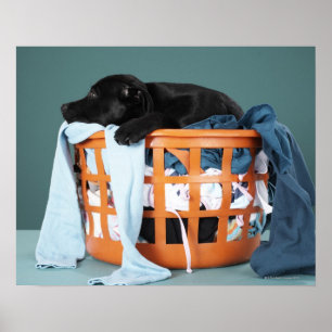 Puppy lying in laundry basket poster