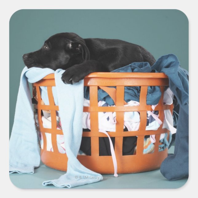 Puppy lying in laundry basket square sticker (Front)