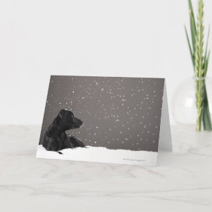Puppy lying in snow watching snowflakes holiday card