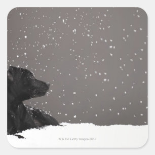 Puppy lying in snow watching snowflakes square sticker