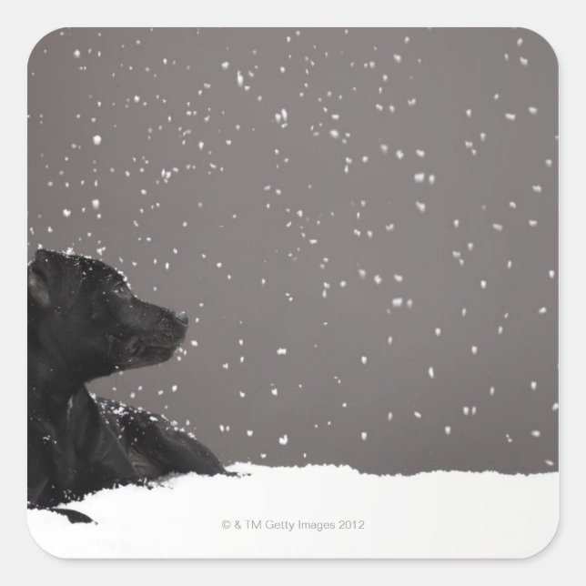 Puppy lying in snow watching snowflakes square sticker (Front)
