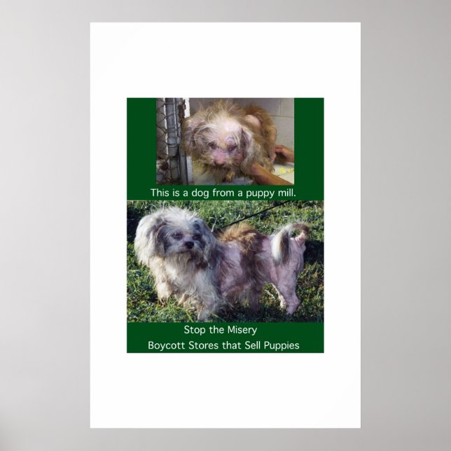 Puppy Mills Breed Misery Poster (Front)