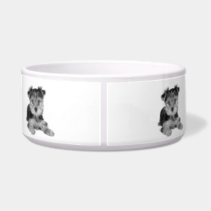 Puppy of the Yorkshire Terrier