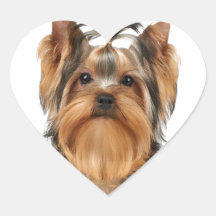 Puppy of the Yorkshire Terrier