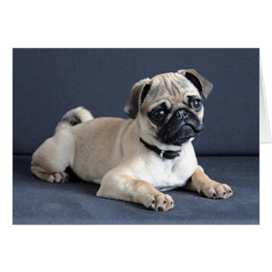 Puppy On Lounging Couch