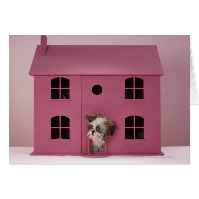 Puppy peering out of doll's house (Front Horizontal)