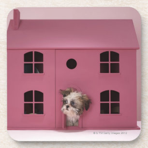 Puppy peering out of doll's house coaster