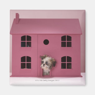 Puppy peering out of doll's house magnet