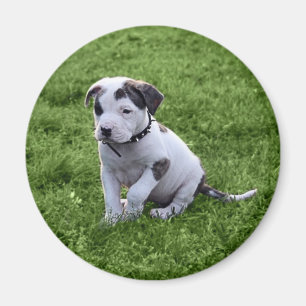 Puppy Pit Bull T-Bone Magnet