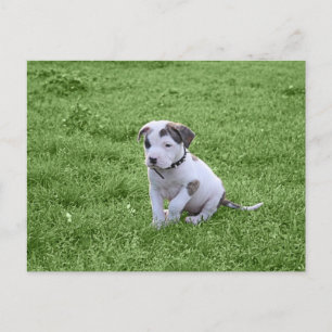 Puppy Pit Bull T-Bone Postcard