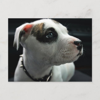 Puppy Pit Bull T-Bone Postcard